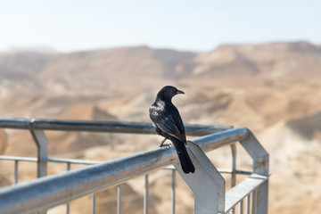 Masada National Park at Southern Israel