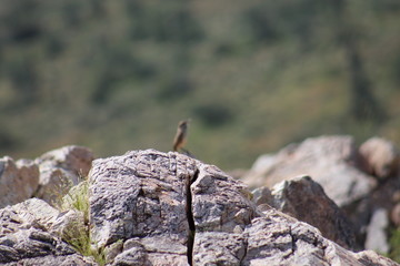 Bird in the mountains