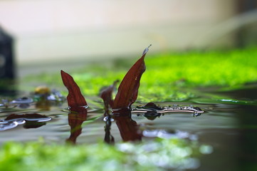 tropical aquatic plants in the aquarium