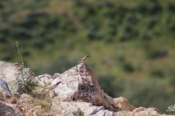 Bird in the mountains
