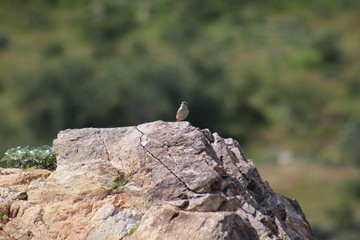 Bird in the mountains