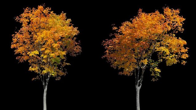 High quality 10bit footage of autumn trees on the wind isolated with alpha channel. perfect for compositing. Made from 14bit RAW