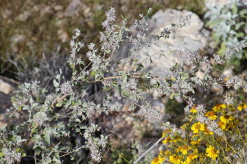 lichen on a rock