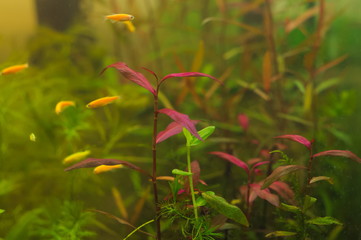 tropical aquatic plants in the aquarium