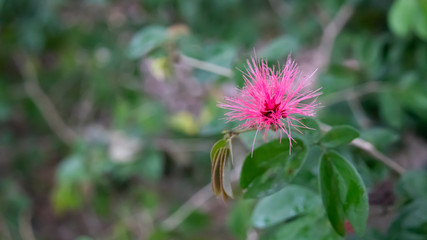 small Pink flower green background