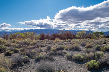 A row of riparian trees in front of Mt. Charlestion at Corn Creek Nature Trail at Desert National...