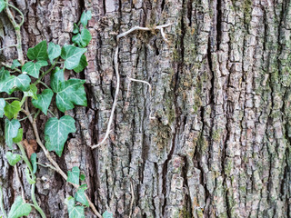 Close up of a natural background.