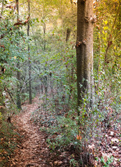 Autumn panorama at sunset.