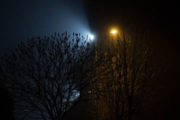 Beautiful night landscape. Trees illuminated by lanterns.