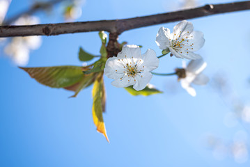 Macro of cherry blossom in spring