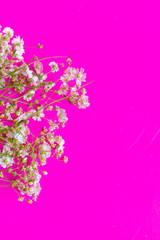 Fototapeta na wymiar White flowers with a pink background