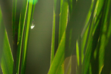 A drop of dew lies on the green grass in the sun. Background, summer