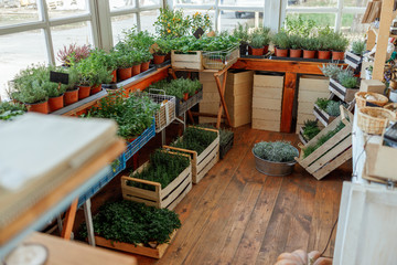 Various medicinal plants placed on the windowsill