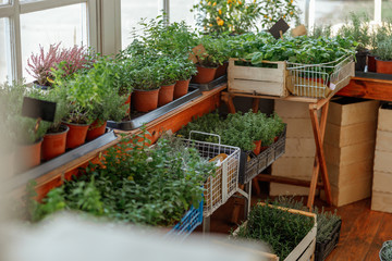 Fresh herbs for culinary and medicinal uses