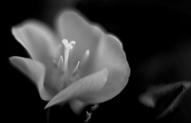 Small wild flowers from backyard in black and white. Artsy. - Powered by Adobe