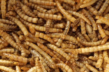 Dried meal worms - bird food