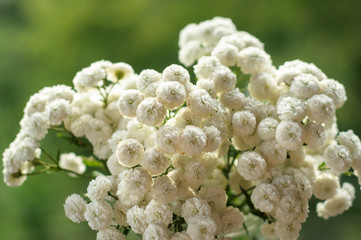 White decorative chrysanthemum