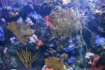 Aquarium with coral reef