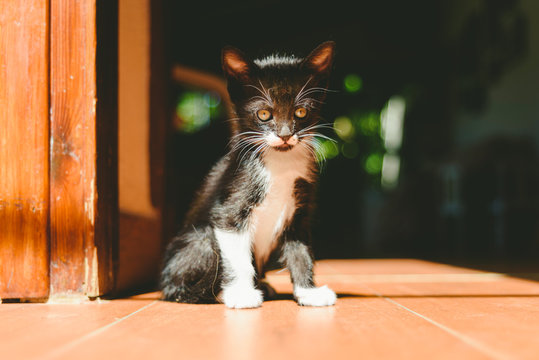 Having Pet Kittens Requires A Responsibility To Take Care Of Them Properly.