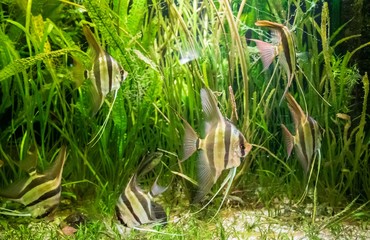 Underwater shot of Altum angelfish and algeas