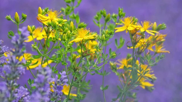 Lavender flower, yarrow and St John's wort in morning light, countryside field. Lavender flower and St John's wort in morning light, springtime rural countryside field. Long lens macro shot, clear buc