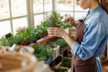 Female holding a pot with rosemary seedlings
