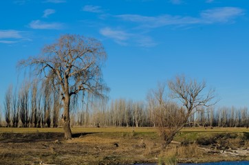 Fototapeta premium Rio Negro