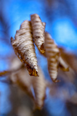 dead winter leaves in macro