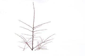 The top of a juniper tree buried in white snow during winter. The branch is just starting to show...