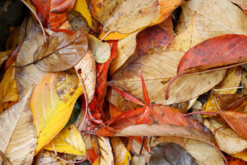 autumn leaves background