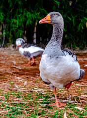 PATOS PARQUE DA CIDADE