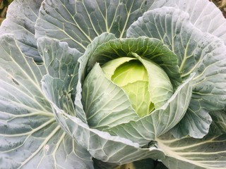 Head of green cabbage