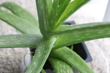 Aloe Vera Plant
