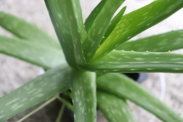 Aloe Vera Plant