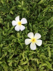 white flowers on green grass
