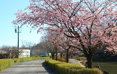 さくら　道　池　風景　栃木県