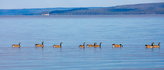 Wild geese on Yellowstone lake swimming in a row during the summer, © mtatman