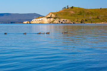 Fototapeta na wymiar Wild geese on Yellowstone lake swimming in a row during the summer with copyspace