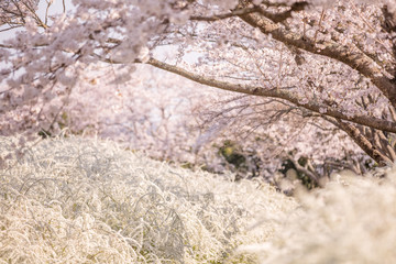 愛知県 愛知県緑化センター 桜・ユキヤナギ
