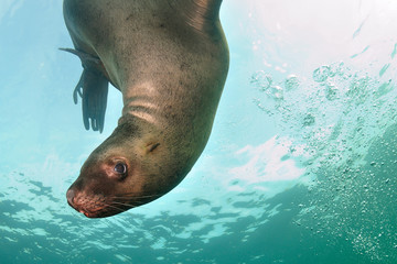 Obraz premium Sea lion underwater