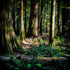 MacMillan Provincial Park. The park is home to a famous, 157 hectare stand of ancient Douglas-fir, known as Cathedral Grove.