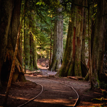 Path in the MacMillan Provincial Park. The park is home to a famous, 157 hectare stand of ancient Douglas-fir, known as Cathedral Grove.