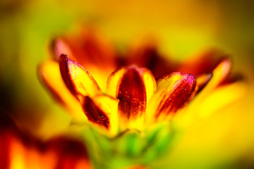 closeup of a yellow and red flower