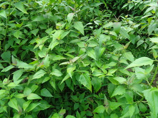 Close up shot green Chromolaena odorata. Weeds green in the nature background. Soil fertility destroyer plants.