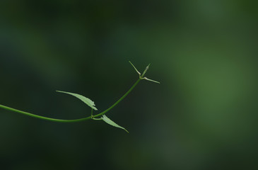 dna on black background