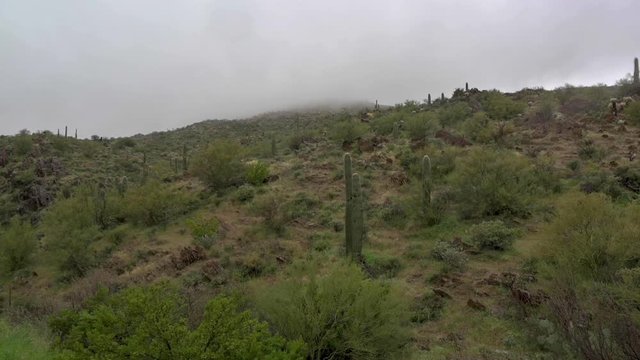 Fogs And Rainfall In Arizona Desert With Green Saguaro Cactus. -wide shot