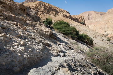 Ein Gedi National Park at Southern Israel