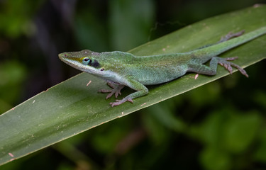 lizard on leaf
