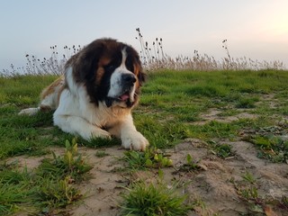 dog lying on grass