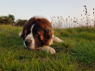 dog lying on grass